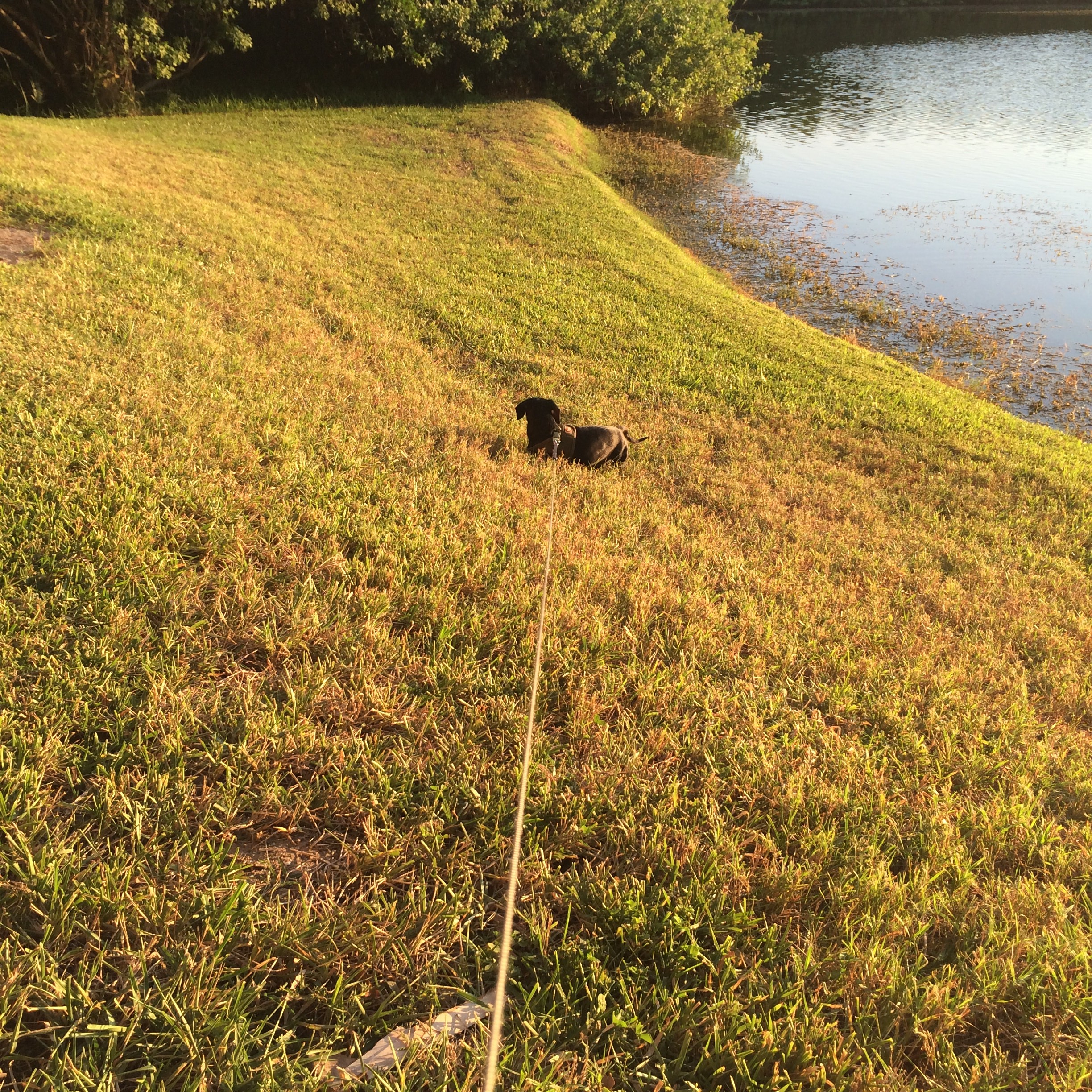 dutch the dachshund