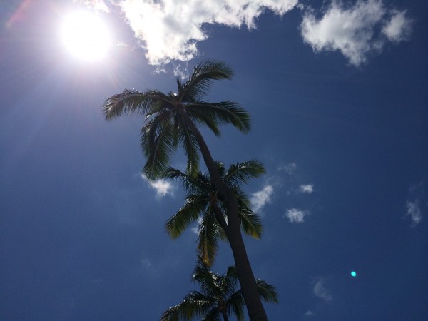 palm trees 3