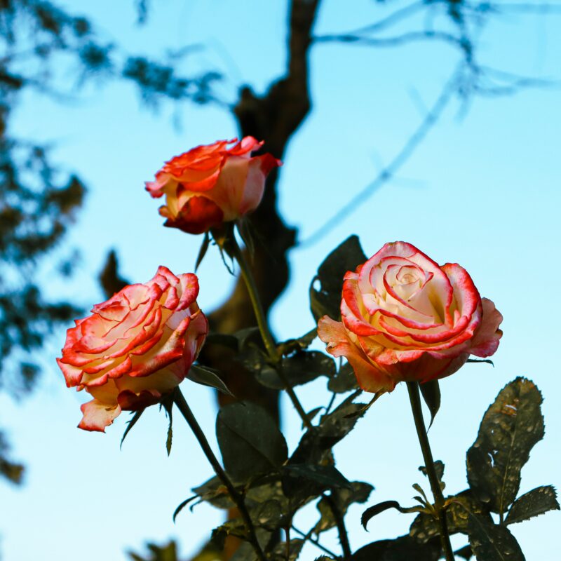 Three Things Thursday (v. 14)