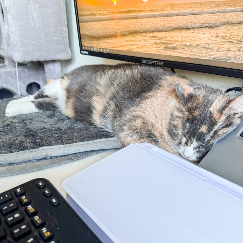 One Photo Per Hour: Tuesday, August 12, 2025