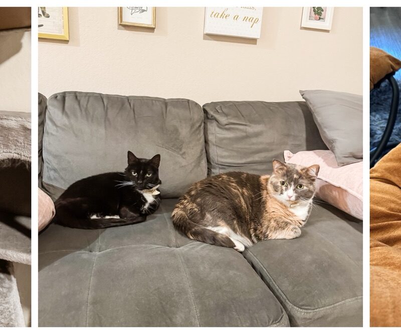 Monthly Review | January 2026