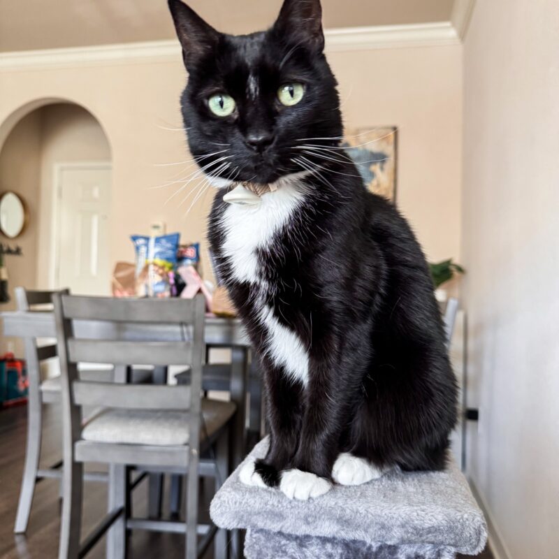 One Photo a Day | February 7 – 13 (with FIGs!)