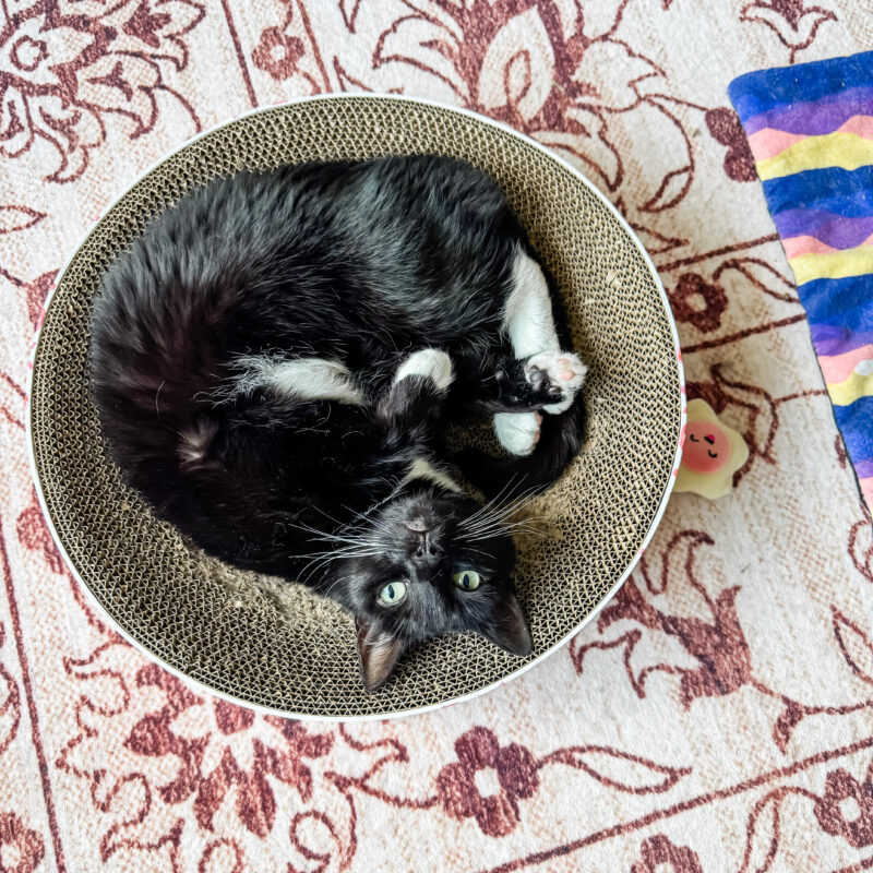 Five for Friday: All About Eloise